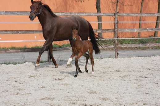 Broodmare out of the fullsister to Don Schufro