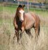 expressive Paint Horse stallion