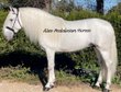 Fairytale and dream horse with long mane (PRE) PIRO FREE
