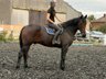 Irish Bay Gelding Horse