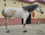 Alta Escuela trained - 12 years old - approx. 1.63 m