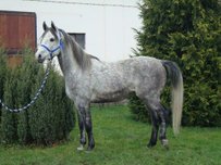 Arabian Thoroughbred Horse