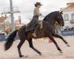 Working Equitation schoolmaster 