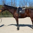 14 years old Oldenburg Gelding 