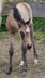 Super cute Quarter Horse filly