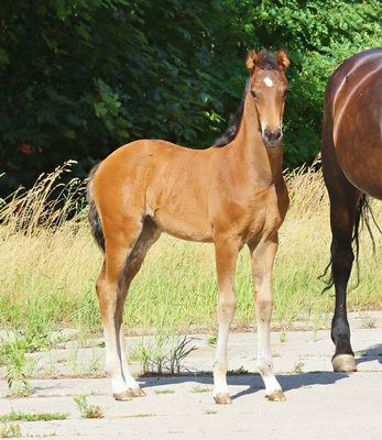 Filly by Vaderland 