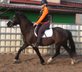 Warmblutstute "Marlena"!