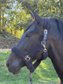 Faruk VI - PRE, Wallach, 11 Jahre, Dunkelbraun