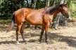 Bildschöne Quarter Horse Stute mit Spitzenabstammung 