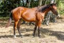 Bildschöne Quarter Horse Stute mit Spitzenabstammung 