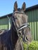 KWPN gelding 6 years ready for M dressage / full papers