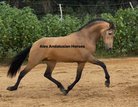 Top Hengst expressiv spanisches Pferd / Dressur