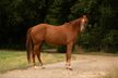 Quarter Horse Youngster sucht sein Für-immer-Zuhause