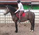 Baroque grey gelding