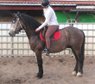 Baroque grey gelding