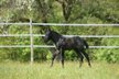 Traumhaftes blue roan Quarter Horse Hengstfohlen