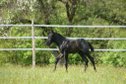 Traumhaftes blue roan Quarter Horse Hengstfohlen
