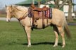 Vertrauensbildender Quarter Horse Wallach