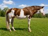 Außergewöhnlicher Paint Horse Hengst mit viel Ausstrahlung 