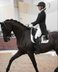 Eleganter schwarzer Hannoveraner Wallach