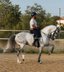 Stunning GP horse / Piro FREE