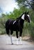 Schöner und ruhiger Paint Quarter Horse Wallach