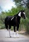 Schöner und ruhiger Paint Quarter Horse Wallach