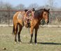 Meet Benji, a charming 2019 dun BLM branded Mustang gelding stand