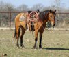 Meet Benji, a charming 2019 dun BLM branded Mustang gelding stand