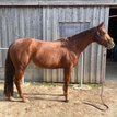 Zuverlässige, liebe Allround Quarter Horse Stute m. Showerfahrung