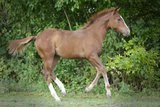 Vielversprechender QH Youngster aus 2025 
