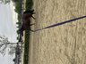 Irish sports mare 6 years to train yourself 