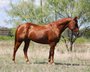 Beautiful Sorrel Quarter Horse mare.