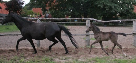 Dressage Royal (Donnerhall-Rubinstein) x Hotline Black Mare
