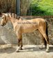 Beautiful spanish horse barock