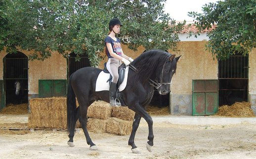 GANADOS CHANDO FARM