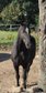 5-jähriger Quarter-Wallach/Quarter Horse sucht Traumzuhause