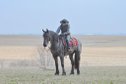 Powerful Registered Friesian Heritage
