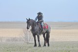 Powerful Registered Friesian Heritage