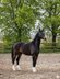 Smal young mare out of Grand Prix line cheaper in price 