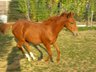 Lieber und verschmuster Youngster sucht sein Zuhause