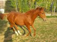 Lieber und verschmuster Youngster sucht sein Zuhause