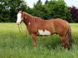 Zuverlässiger Paint Horse Wallach für Show und Freizeit