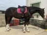 MARE (SANCISCO, SANDRO HIT/ LONDONDERRY)