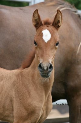 with foal II