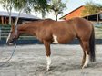Traumpferd mit Herz sucht liebevolles Zuhause