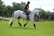 9 year old grey Quarter horse gelding