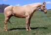 stämmiger 15.1hh 9 jähriger QH Wallach