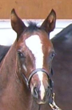 Beuatiful filly from Don Cismo