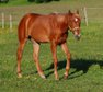Reining-Nachwuchs aus bewährten Blutlinien